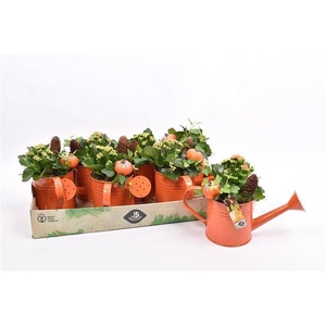 ARR TUINPLANTEN