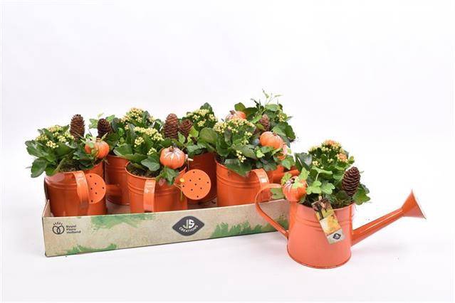<h4>ARR TUINPLANTEN</h4>