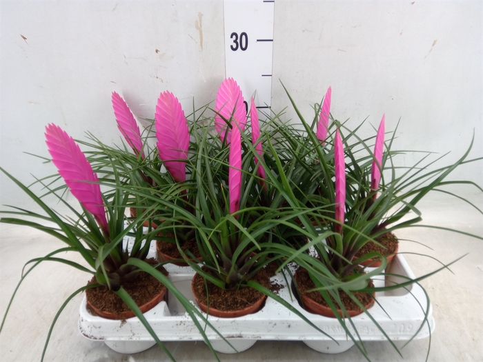 <h4>Tillandsia cyanea 'Vincent'</h4>