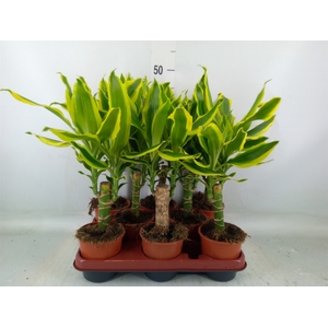 Dracaena frag. 'Golden King'