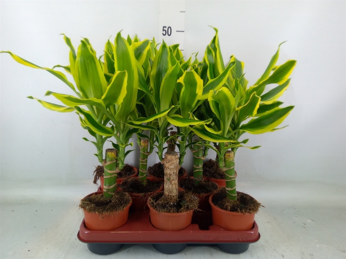 <h4>Dracaena frag. 'Golden King'</h4>