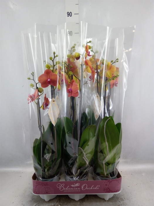 <h4>Phalaenopsis  'Surfsong'</h4>