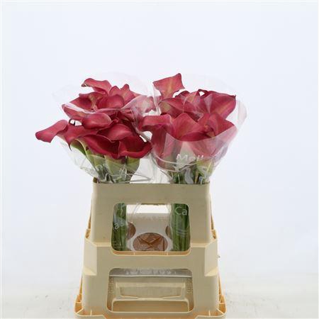 <h4>Calla Bordeaux Art</h4>