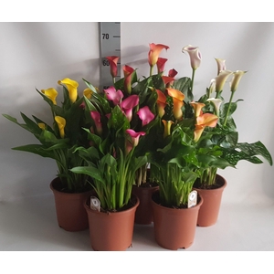 Zantedeschia 19cm mix zonder Wit