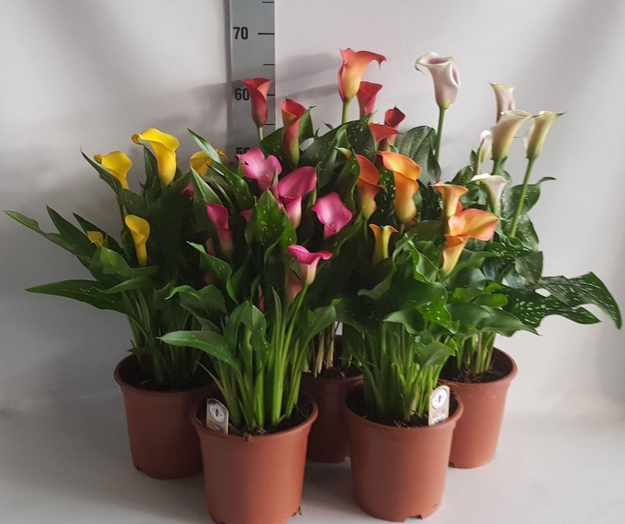 <h4>Zantedeschia 19cm mix zonder Wit</h4>