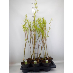 Salix babyl. 'Tortuosa'