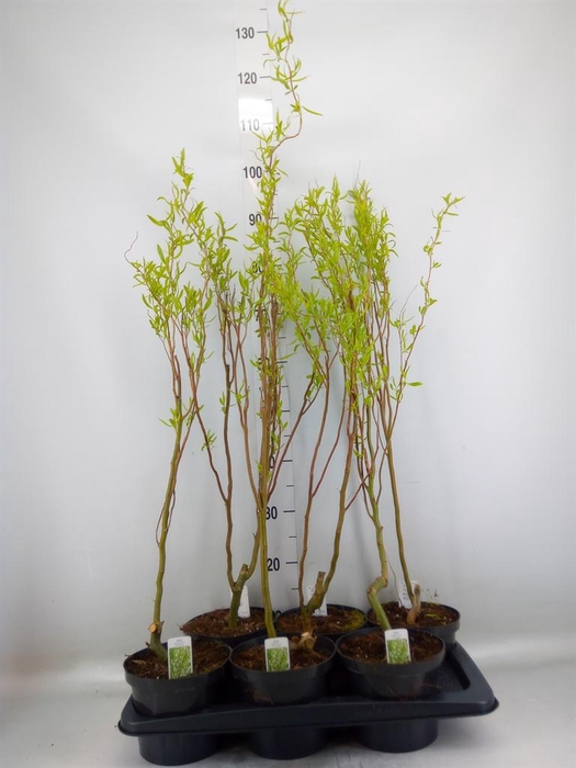 <h4>Salix babyl. 'Tortuosa'</h4>