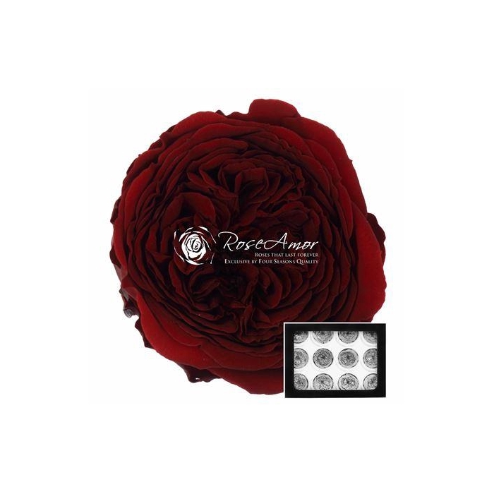 <h4>Amelia Cho01</h4>