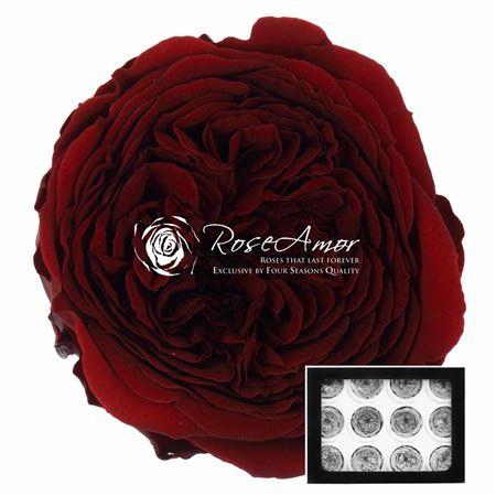 <h4>Amelia Cho01</h4>