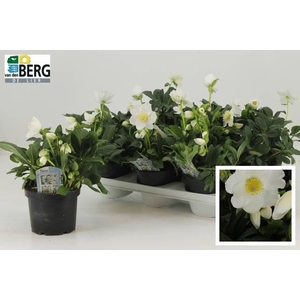 !! PROMO !! HELLEBORUS ADVENT STAR P15 15+