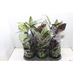 CALATHEA P17 VARIADO