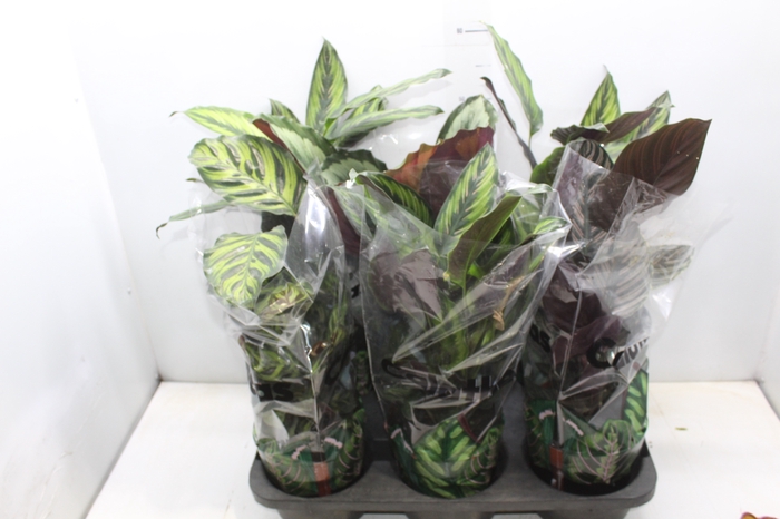 <h4>CALATHEA P17 VARIADO</h4>