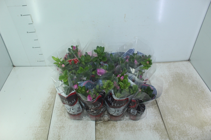 <h4>AZALEIA P09</h4>