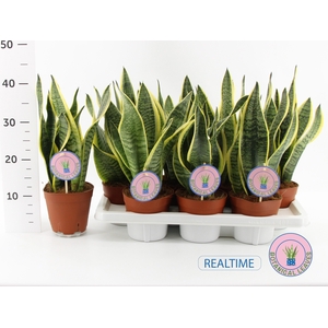 SANSEV FUTURA SUPERB