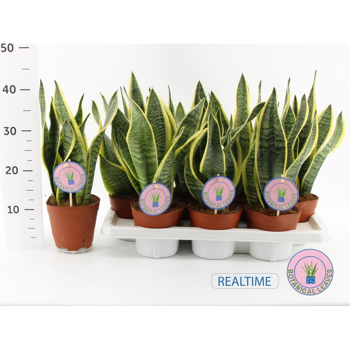 <h4>SANSEV FUTURA SUPERB</h4>