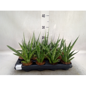 Sansevieria cyl.  ...