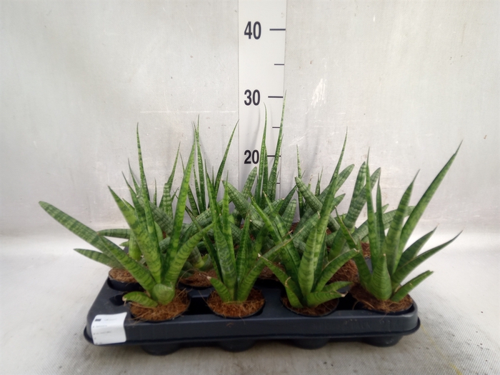 Sansevieria cyl.  ...