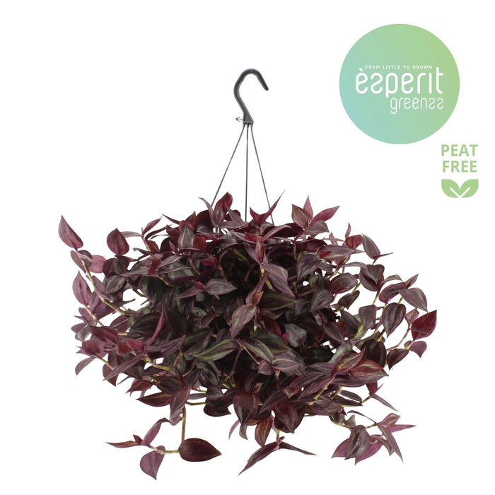 <h4>Tradescantia Jewel Red hangpot</h4>