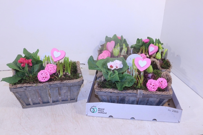 <h4>ARR TUINPLANTEN</h4>