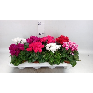 Cyclamen KL 'Compact'