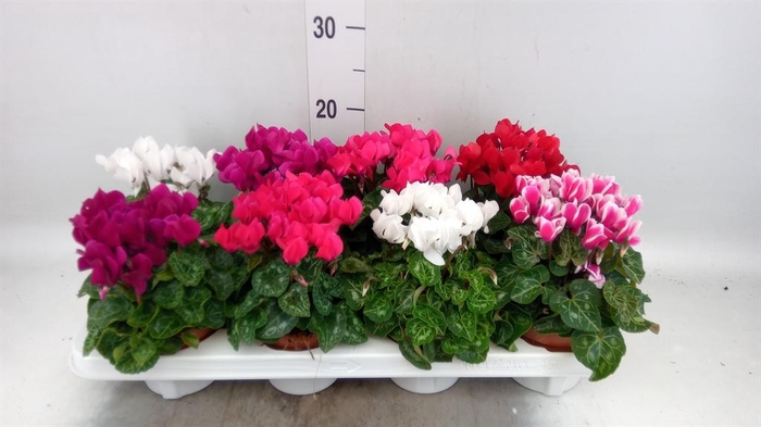 <h4>Cyclamen KL 'Compact'</h4>