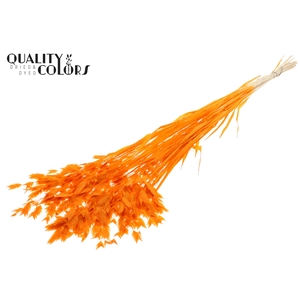 Chasmantium Preserved per bunch Bleached Orange