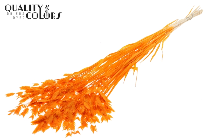 <h4>Chasmantium Preserved per bunch Bleached Orange</h4>