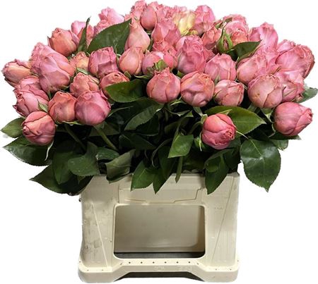 <h4>R Tr Romantic Antike</h4>