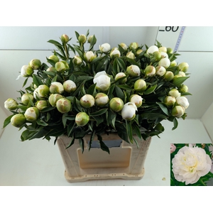 PAEO L DUCHES D NEMO