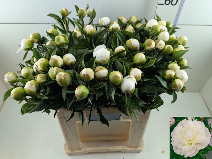 <h4>PAEO L DUCHES D NEMO</h4>