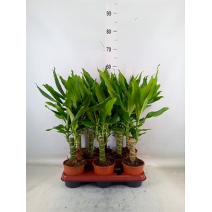 Dracaena frag. 'Steudneri'