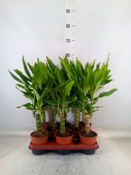 <h4>Dracaena frag. 'Steudneri'</h4>