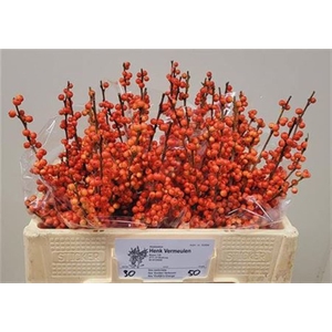 Ilex Ve Oudijks Orange