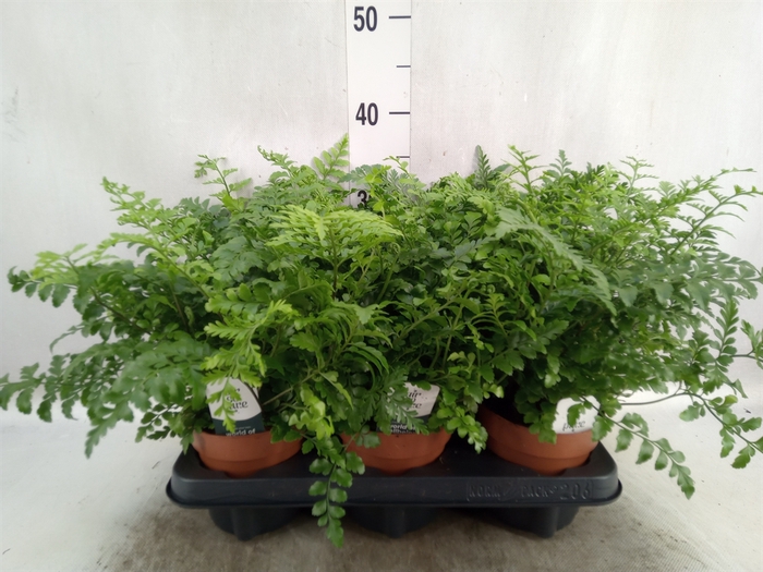 <h4>Asplenium parvati</h4>