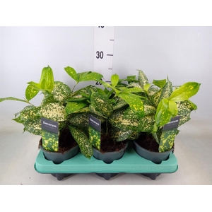 Dracaena surculosa 'Florida Beauty'