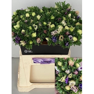 ANEM CO GALIL PASTEL