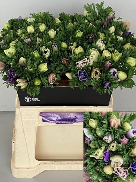 <h4>ANEM CO GALIL PASTEL</h4>