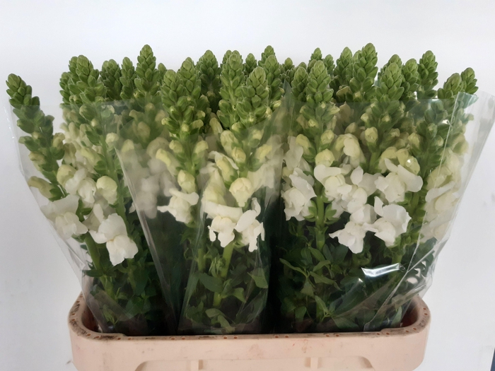 <h4>ANTIR ANTIBES WHITE</h4>