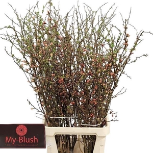 CHAENOMELES X SUPERBA CHAENOMELES S