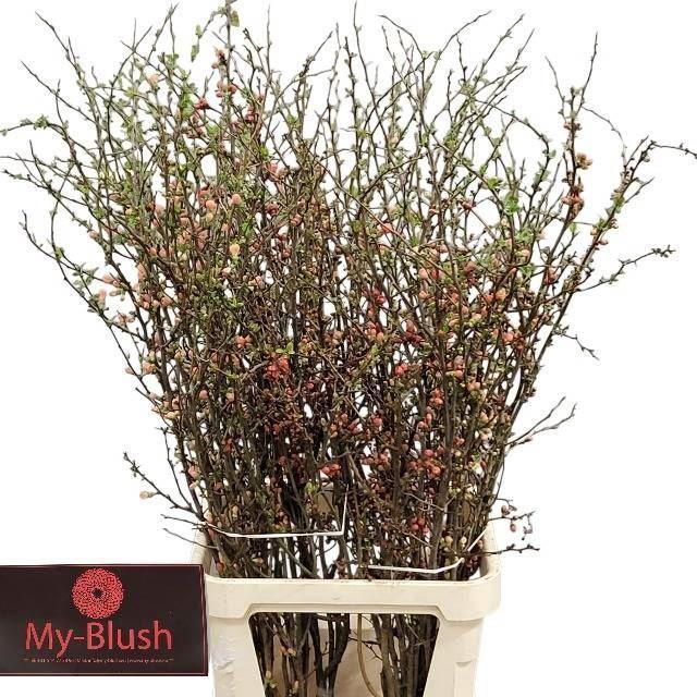 <h4>CHAENOMELES X SUPERBA CHAENOMELES S</h4>