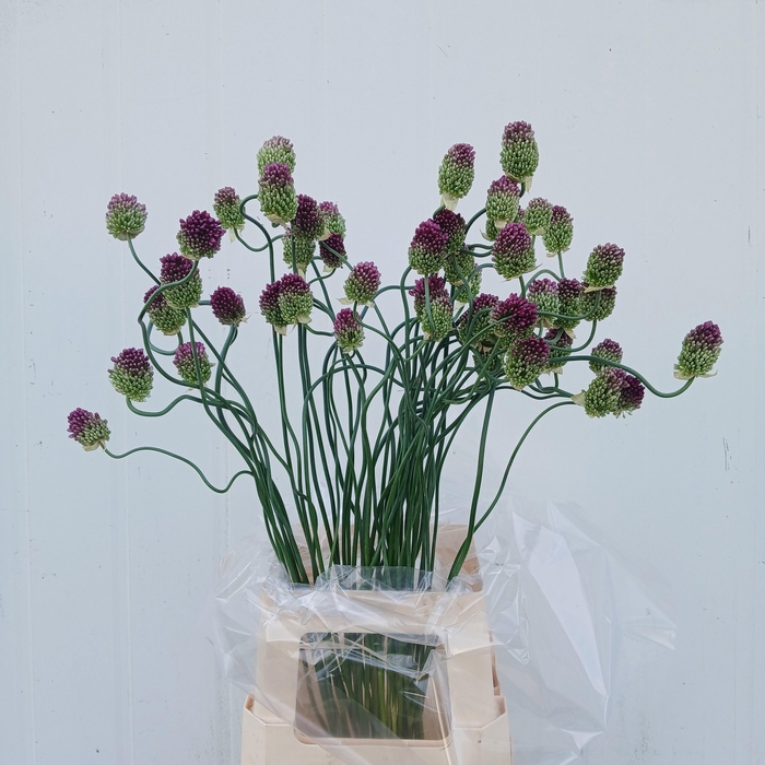 <h4>ALLIUM OV</h4>
