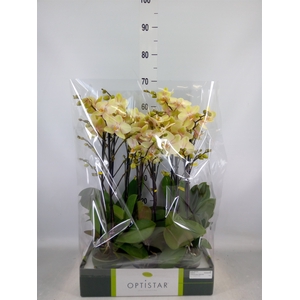 Phalaenopsis   ...yellow