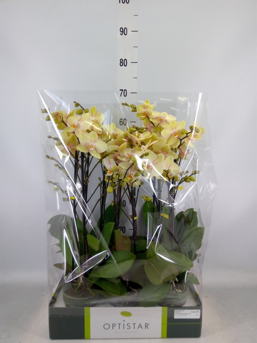 <h4>Phalaenopsis   ...yellow</h4>