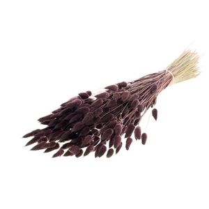 Lagurus Ovatus Deep Brown