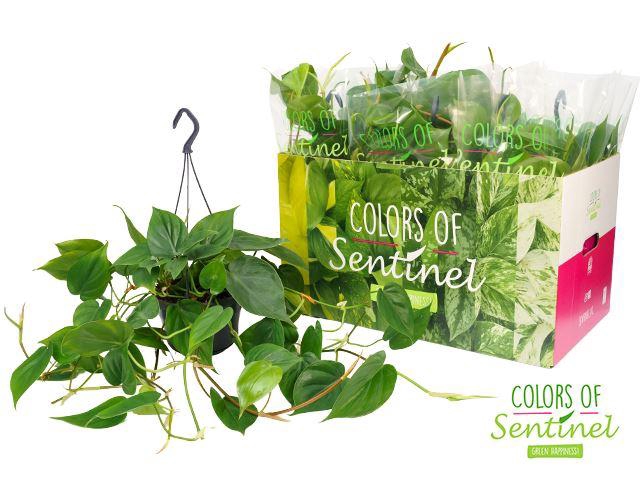 <h4>Philodendron scand.</h4>