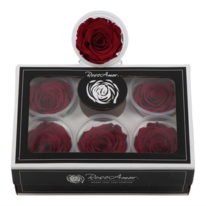 Rosa Preserved Xl Red 01
