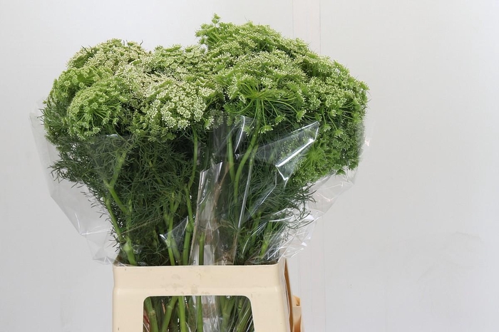 <h4>Ammi Visnaga</h4>