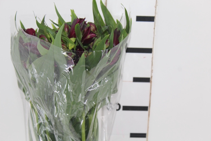 <h4>ALSTROEMERIA POMPEII 080 CM</h4>