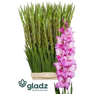 Gladiolus Gr Xperience