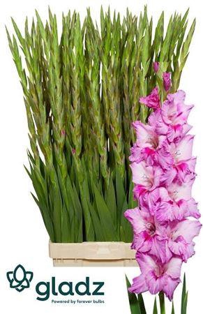 <h4>Gladiolus Gr Xperience</h4>